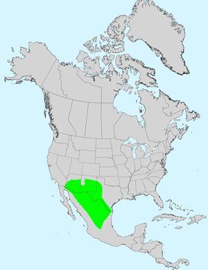 North America species range map for Acourtia nana: Click image for full size map